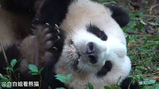 Hahaha Huahua rubbing her eyes is so cute Giant pandas and flowers Pandas National treasure [upl. by Efrem]