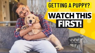 How to Prepare Your Home For a New Golden Retriever Puppy [upl. by Orabelle]