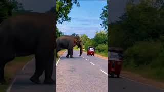 Elephant Attack in Srilanka  Buttala Kataragama Road \ Trending [upl. by Alekim]