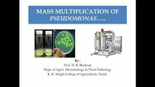 Mass multiplication of Pseudomonas by Prof N B Bhoknal [upl. by Warden590]