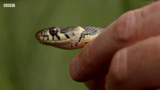 The amazing grass snake [upl. by Najram]