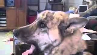 Really funny video This dogs loves bacon The Maple Kind [upl. by Mada]