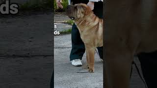 Chinese Fighting Dog “Shar Pei” [upl. by Llatsyrk]