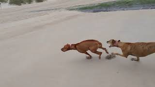 Vizsla vs Greyhound [upl. by Burwell]