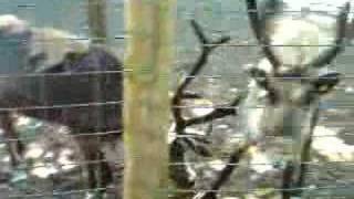 Garlyn Zoo Part8  Feeding Geese amp Reindeer [upl. by Runkel479]