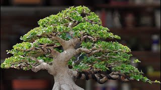 INSPIRASI BONSAI SANCANG VIRAL [upl. by Nylrahc]