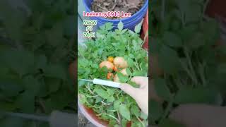 THU HOẠCH CÀ CHUA amp RAU CẦN NƯỚC  HARVEST TOMATOES amp WATER CELERY  OENANTHE JAVANICA [upl. by Aneahs322]