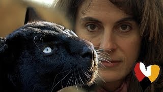 Black Leopard and The Animal Communicator Anna Breytenbach [upl. by Berton]