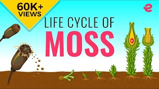 What is the Lifecycle of a Moss  Biology  Extraclasscom [upl. by Ecidna205]