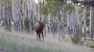 Too Close for Comfort  Colorado Archery Elk [upl. by Wiersma]