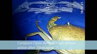 Within the Crab Cellular System Time Lapse [upl. by Rexfourd945]