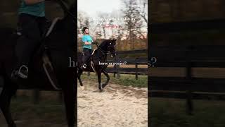 Horses fs horse equestrian saddlebred saddleseat [upl. by Kezer589]