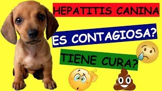 HEPATITIS CANINA TRATAMIENTO ANTIBIOTICO TIENE CURA [upl. by Gerrit]