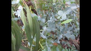 How amp When to Cut Eucalyptus trees for juvenile foliage [upl. by Hairabez227]