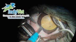 Canine Cataract Surgery Phacoemulsification [upl. by Winn71]