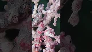 Witness a BRUTAL pygmy seahorse fight nature ocean science [upl. by Eppilihp]