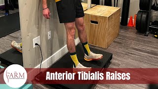 Anterior Tibialis Raises [upl. by Eveleen]