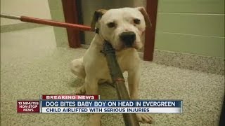 Dog bites baby boy on head in Evergreen [upl. by Searby]