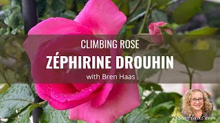 ZÉPHIRINE DROUHIN Climbing Rose Review [upl. by Ylrebmik]