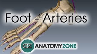 Foot Arteries  3D Anatomy Tutorial [upl. by Dehsar]