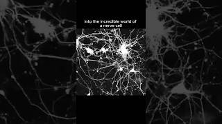 The Incredible Journey of Nerve Cells How They Connect science biology sciencefacts [upl. by Parfitt425]