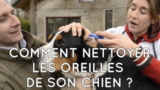 Comment nettoyer les oreilles de son chien   Les trucs et astuces de Chassons TV °26 [upl. by Shiri609]