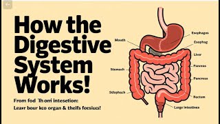 How does the Digestive system works [upl. by Henley36]