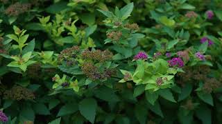 Spiraea japonica  Japanese Spirea [upl. by Drews516]