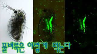 물벼룩은 이렇게 먹는다Filter feeding of daphnia [upl. by Noirret]