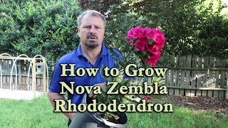 How to grow Nova Zembla Rhododendron with a detailed description [upl. by Yecaw]