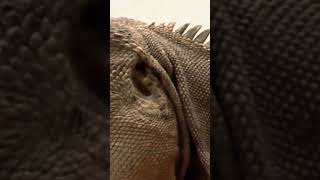 quotVARANIDAE Reptilianquot reptiles iguana lizard [upl. by Riplex]