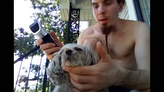 How to Shave Dogs Paws with oneisall clippers [upl. by Jeremias]