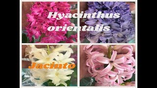 Jacinto ou Hyacinthus orientalis [upl. by Aciretnahs]