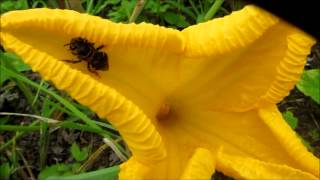 The flower visitors to Cucurbita ecuadorensis Cucurbitaceae [upl. by Shamrao]