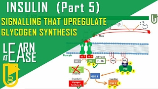 Insulin Part 5 Signalling that upregulates Glycogen Synthesis [upl. by Ssilem]