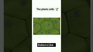 Plant cell and organelles biology botany onlinesclasses chemistry science virals shorts bmw [upl. by Eppilihp]