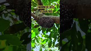 Swarm of bees on our tree bee bees swarmofbees [upl. by Emery]