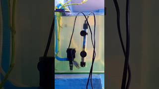 Flowerhorn fish tank setup  Complete Tips for a Beginner  Aquapets amp farm [upl. by Hayalat842]