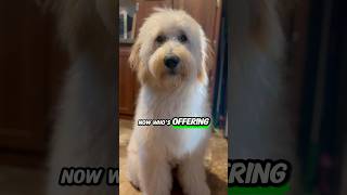 Who Wants To Cuddle dog puppy goldendoodle [upl. by Mandi666]