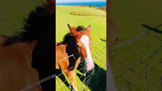 Beautiful Foal in Lundy Island 🏝️ shorts uk britain greatbritain horse island travel [upl. by Eisnyl279]