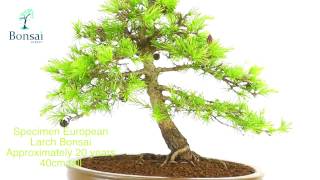 Larch Bonsai Tree Specimen [upl. by Napas]