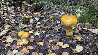 Паутинник триумфальный Cortinarius triumphans Как выглядит гриб на месте произрастания [upl. by Niamrej]