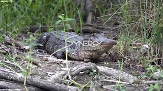 2052 awesome shot alligator running at full speed [upl. by Eilyak]