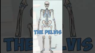 The Pelvis anatomy biology humananatomy animation anatomymadeeasy science doctor tutorial [upl. by Blane]