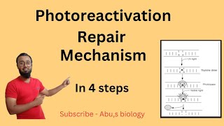 Photoreactivation repair mechanism in HindiDNA RepairMolecular biology [upl. by Ahseiuqal]