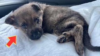 Tirado a la calle el perrito gira en diferentes direcciones y no puede sostener la cabeza [upl. by Oirad]