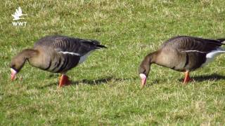 The Russian whitefronted goose  WWT Slimbridge [upl. by Maya]