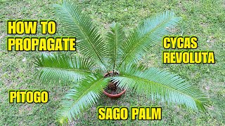 HOW TO PROPAGATE CYCAS REVOLUTA  SAGO PALM  PITOGO [upl. by Tsuda]