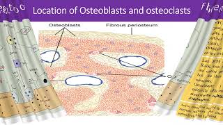 PHARMACOTHERAPY amp RECENT ADVANCES FOR TREATMENT OF OSTEOPOROSIS [upl. by Devin308]