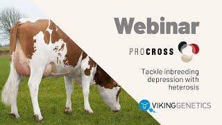 WEBINAR Tackle inbreeding depression with heterosis [upl. by Petula259]